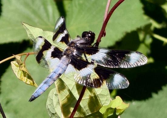 Stanley Park Nature House on Lost Lagoon